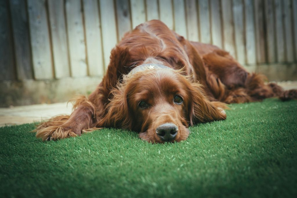 Pet Poop on Lawns: Why Clean-Up Matters More Than You Think