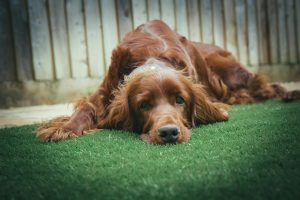 Pet Poop on Lawns: Why Clean-Up Matters More Than You Think