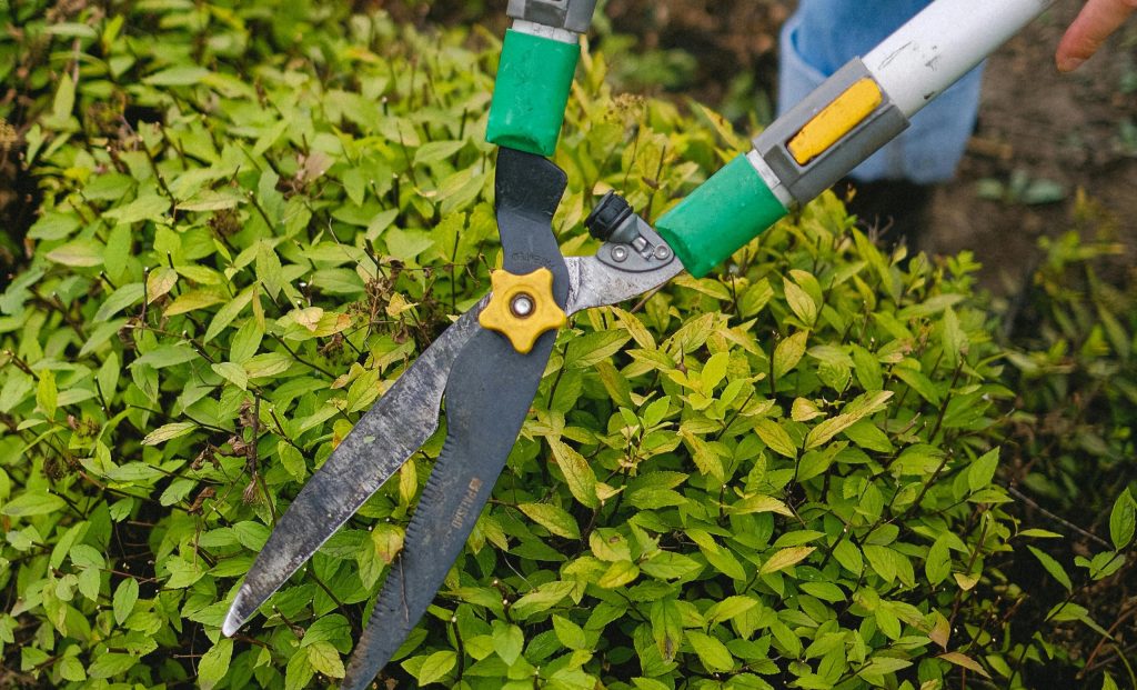 Hedge Trimming Services: Keep Your Landscape Neat and Healthy